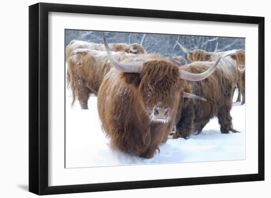 Scottish Highlanders-Orah Moore-Framed Art Print