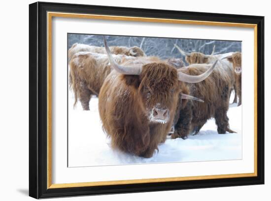 Scottish Highlanders-Orah Moore-Framed Art Print