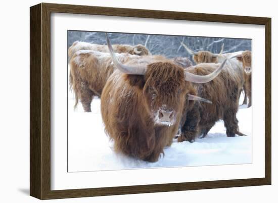 Scottish Highlanders-Orah Moore-Framed Art Print