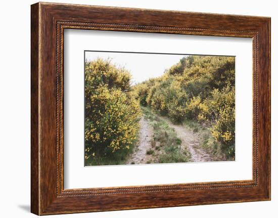 Scottish Highlands II-Laura Marshall-Framed Photographic Print