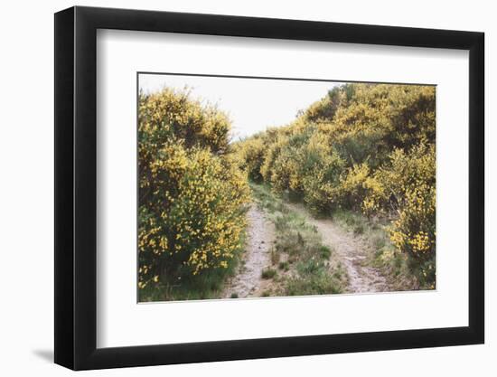 Scottish Highlands II-Laura Marshall-Framed Photographic Print