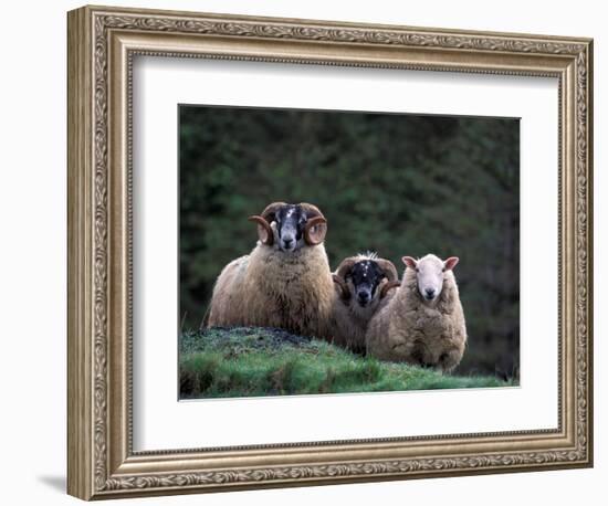 Scottish Sheep, Isle of Skye, Scotland-Gavriel Jecan-Framed Photographic Print