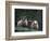 Scottish Sheep, Isle of Skye, Scotland-Gavriel Jecan-Framed Photographic Print