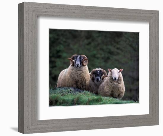 Scottish Sheep, Isle of Skye, Scotland-Gavriel Jecan-Framed Photographic Print