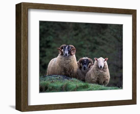 Scottish Sheep, Isle of Skye, Scotland-Gavriel Jecan-Framed Photographic Print