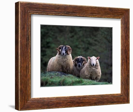 Scottish Sheep, Isle of Skye, Scotland-Gavriel Jecan-Framed Photographic Print
