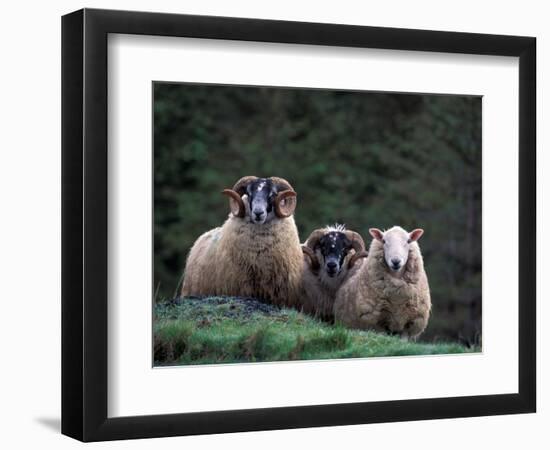 Scottish Sheep, Isle of Skye, Scotland-Gavriel Jecan-Framed Photographic Print