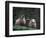 Scottish Sheep, Isle of Skye, Scotland-Gavriel Jecan-Framed Photographic Print