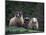 Scottish Sheep, Isle of Skye, Scotland-Gavriel Jecan-Mounted Photographic Print