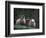 Scottish Sheep, Isle of Skye, Scotland-Gavriel Jecan-Framed Photographic Print