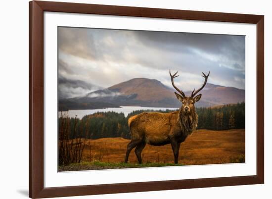 Scottish Stag-Adrian Popan-Framed Photographic Print