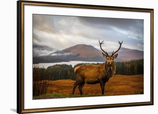 Scottish Stag-Adrian Popan-Framed Photographic Print