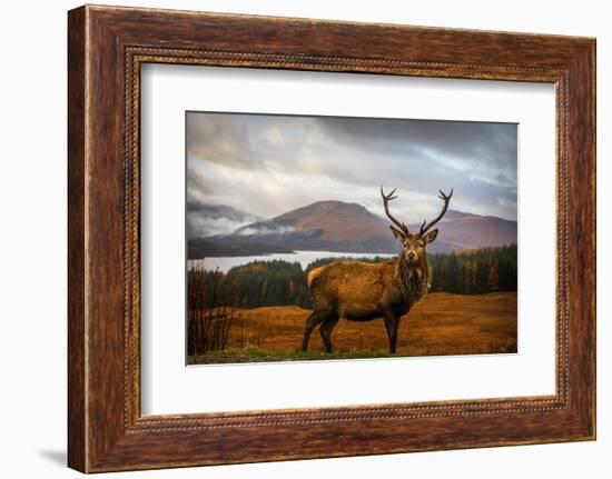 Scottish Stag-Adrian Popan-Framed Photographic Print