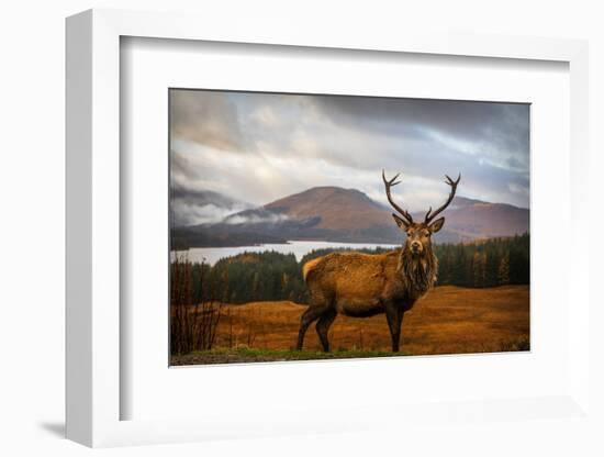 Scottish Stag-Adrian Popan-Framed Photographic Print