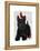 Scottish Terrier and Birds-Fab Funky-Framed Stretched Canvas