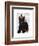 Scottish Terrier and Birds-Fab Funky-Framed Art Print