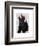 Scottish Terrier and Birds-Fab Funky-Framed Art Print