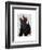 Scottish Terrier and Birds-Fab Funky-Framed Art Print