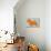 Scottish Terrier Orange-NaxArt-Premium Giclee Print displayed on a wall