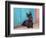 Scottish Terrier Sitting by Colorful Doorway-Zandria Muench Beraldo-Framed Photographic Print