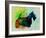 Scottish Terrier Watercolor-NaxArt-Framed Art Print