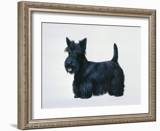 Scottish Terrier-Harro Maass-Framed Giclee Print