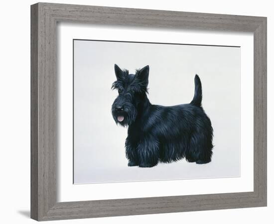 Scottish Terrier-Harro Maass-Framed Giclee Print