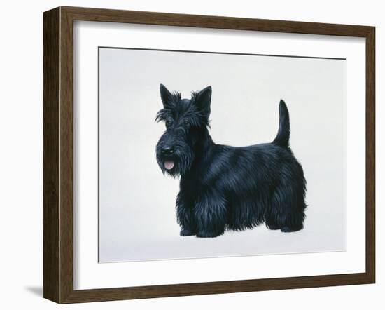 Scottish Terrier-Harro Maass-Framed Giclee Print