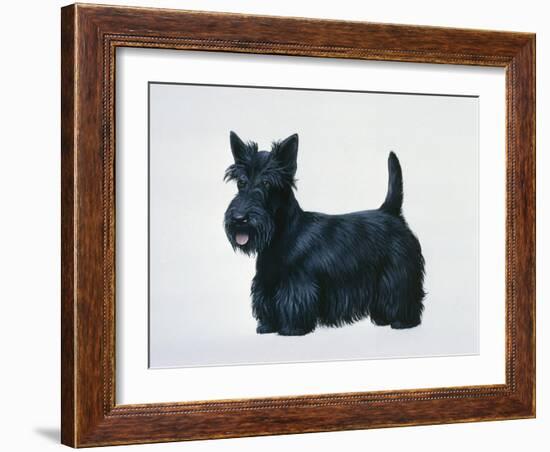 Scottish Terrier-Harro Maass-Framed Giclee Print