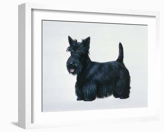 Scottish Terrier-Harro Maass-Framed Giclee Print