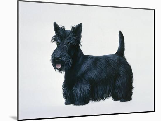 Scottish Terrier-Harro Maass-Mounted Giclee Print