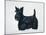 Scottish Terrier-Harro Maass-Mounted Giclee Print