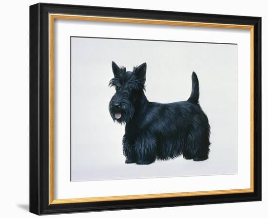 Scottish Terrier-Harro Maass-Framed Giclee Print