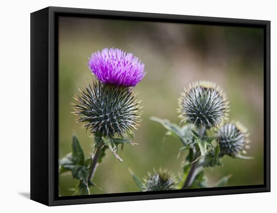 Scottish Thistle Near Dunnottar Castle, Stonehaven, Aberdeenshire, Scotland, United Kingdom, Europe-Mark Sunderland-Framed Premier Image Canvas