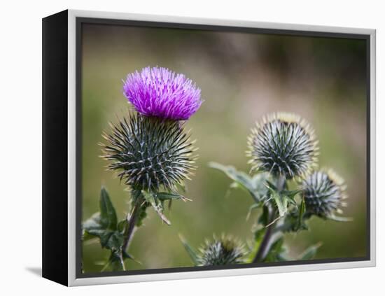 Scottish Thistle Near Dunnottar Castle, Stonehaven, Aberdeenshire, Scotland, United Kingdom, Europe-Mark Sunderland-Framed Premier Image Canvas