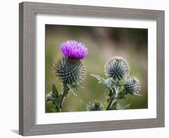 Scottish Thistle Near Dunnottar Castle, Stonehaven, Aberdeenshire, Scotland, United Kingdom, Europe-Mark Sunderland-Framed Photographic Print