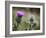 Scottish Thistle Near Dunnottar Castle, Stonehaven, Aberdeenshire, Scotland, United Kingdom, Europe-Mark Sunderland-Framed Photographic Print