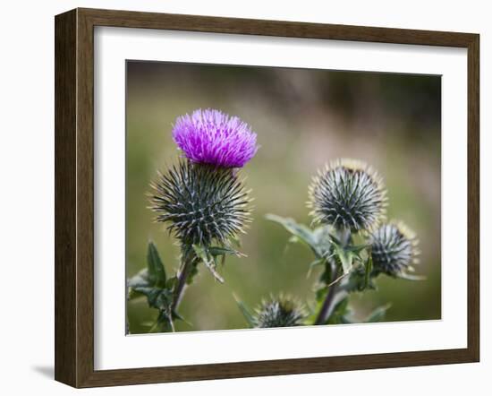 Scottish Thistle Near Dunnottar Castle, Stonehaven, Aberdeenshire, Scotland, United Kingdom, Europe-Mark Sunderland-Framed Photographic Print