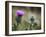 Scottish Thistle Near Dunnottar Castle, Stonehaven, Aberdeenshire, Scotland, United Kingdom, Europe-Mark Sunderland-Framed Photographic Print