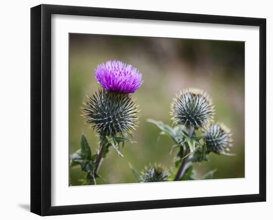 Scottish Thistle Near Dunnottar Castle, Stonehaven, Aberdeenshire, Scotland, United Kingdom, Europe-Mark Sunderland-Framed Photographic Print