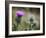 Scottish Thistle Near Dunnottar Castle, Stonehaven, Aberdeenshire, Scotland, United Kingdom, Europe-Mark Sunderland-Framed Photographic Print