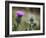 Scottish Thistle Near Dunnottar Castle, Stonehaven, Aberdeenshire, Scotland, United Kingdom, Europe-Mark Sunderland-Framed Photographic Print