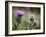 Scottish Thistle Near Dunnottar Castle, Stonehaven, Aberdeenshire, Scotland, United Kingdom, Europe-Mark Sunderland-Framed Photographic Print