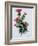 Scottish Thistle-Nell Hill-Framed Giclee Print