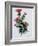 Scottish Thistle-Nell Hill-Framed Giclee Print