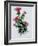 Scottish Thistle-Nell Hill-Framed Giclee Print