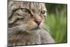 Scottish Wildcat (Felis Sylvestris), Captive, UK, June-Ann & Steve Toon-Mounted Photographic Print