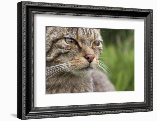 Scottish Wildcat (Felis Sylvestris), Captive, UK, June-Ann & Steve Toon-Framed Photographic Print