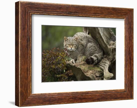 Scottish Wildcat (Wildcat) (Felis Silvestris), Devon, England, United Kingdom-Janette Hill-Framed Photographic Print