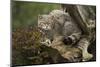 Scottish Wildcat (Wildcat) (Felis Silvestris), Devon, England, United Kingdom-Janette Hill-Mounted Photographic Print